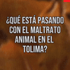  ¿Qué está pasando con el maltrato animal en el Tolima?