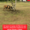 La combinación entre perros, guías caninos, técnicos del Grupo Marte, drones, inhibidores y robots hace parte del dispositivo con el que el Ejército busca reducir el riesgo para las tropas y la población civil frente a amenazas explosivas en terreno.