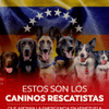 #EnFotos | Estos son algunos de los héroes sin capa que participan en las labores de rescate en Venezuela.