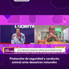 En entrevista con #LaLuciérnaga, el especialista en conducta animal Acu Li dio algunos de los protocolos de seguridad y conducta animal que se deben seguir durante desastres naturales.