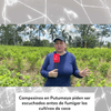 #Exclusivo | Caracol Radio llegó hasta las plantaciones de coca en Putumayo, donde el Gobierno planea iniciar un piloto de fumigación aérea contra estos cultivos.