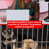 #6AMW | Un proyecto de ley que avanza en el Congreso busca prohibir la cría y venta de mascotas en Colombia.
