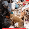 #ServicioInformativo | Estos son los seis héroes de 4 patas que hacen parte del componente del Ejército que realiza búsquedas y rescates tras terremoto en Colombia.