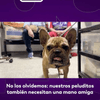 #LaLuciérnaga | No los olvidemos: nuestros peluditos también necesitan una mano amiga
