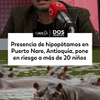 #DosPuntos | Presencia de hipopótamos en Puerto Nare, Antioquia, pone en riesgo a más de 20 niños: con tutela, exigen garantías de seguridad a las autoridades.
