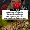 #DosPuntos | Greenpeace Colombia denunció problemas que afrontan especies amenazadas en la Amazonía.